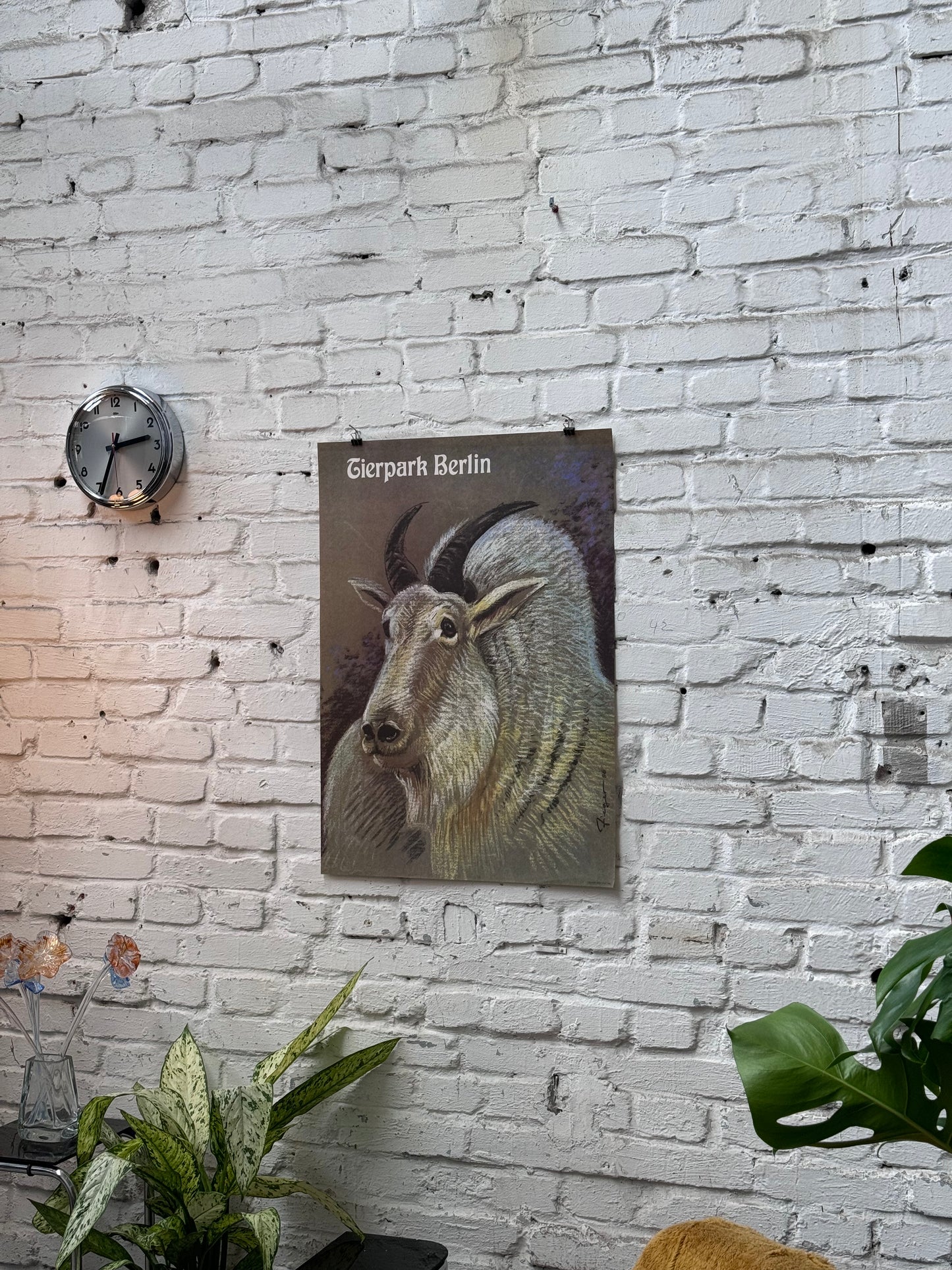 Tierparkposter Schneeziege | 1986