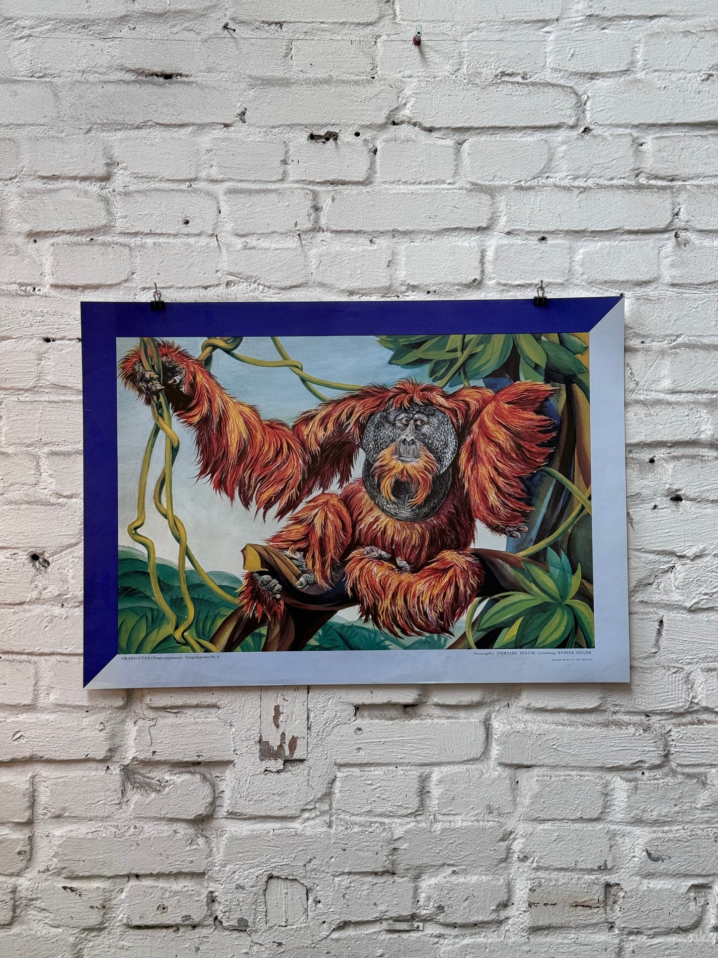Tierparkposter Orang Utan | ca. 1980