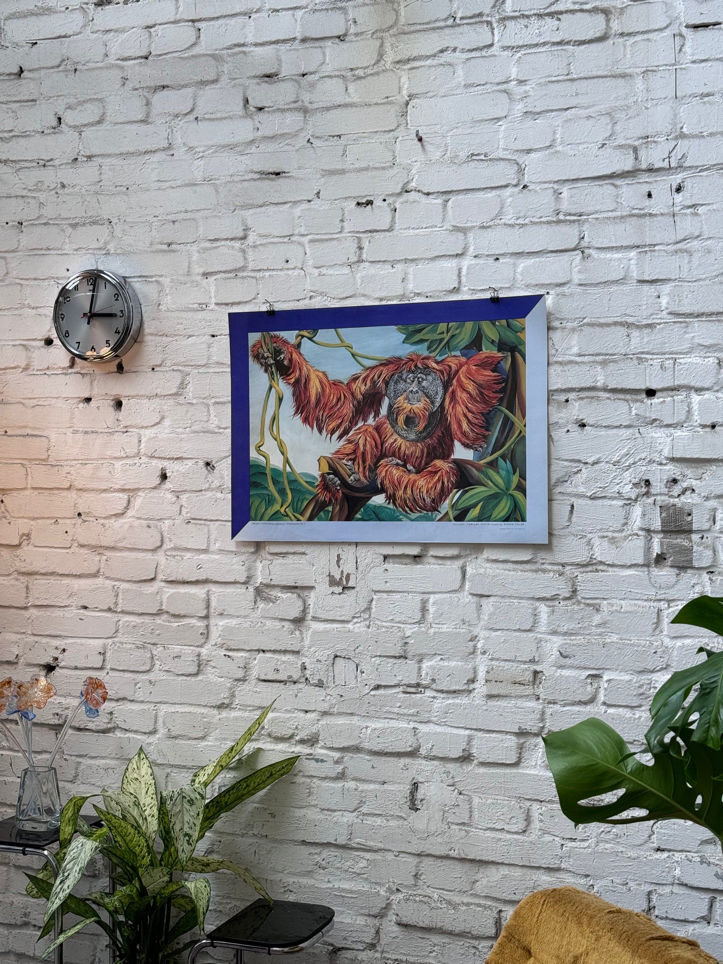 Tierparkposter Orang Utan | ca. 1980