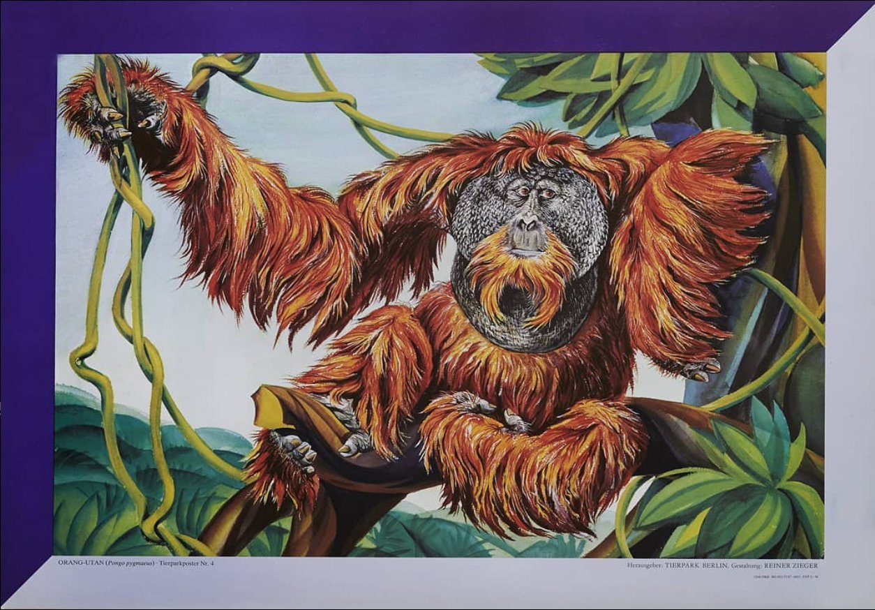 Tierparkposter Orang Utan | ca. 1980 - postier