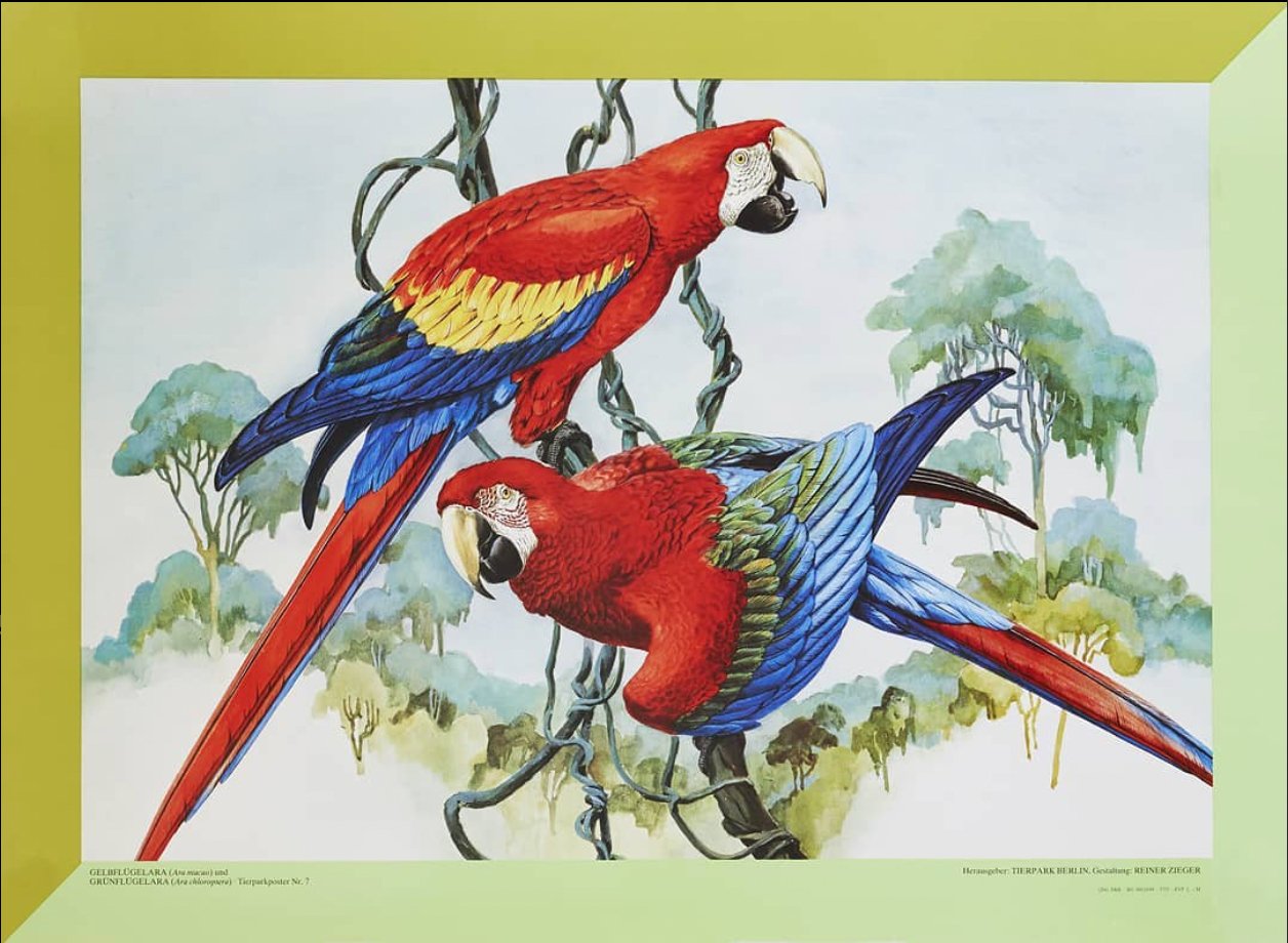 Tierparkposter Papagei Bunt | ca. 1985 - postier